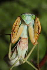 Leaf-mimicking praying mantis sitting on a vegetation. A a close up picture of the tropical insect species in natural conditions displaying warning behavior.