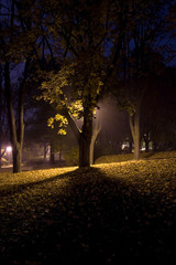 Fototapeta premium Dark alley in the park