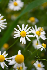 Closeup of a daisy