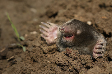 European mole on a close up picture. A common garden pest in its natural habitat on the horizontal picture. A blind mammal with large legs specialized for digging.