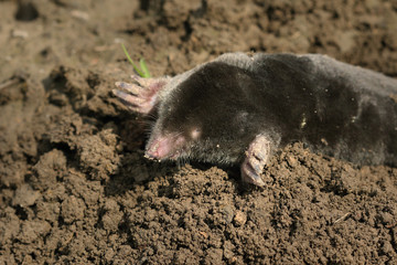 European mole on a close up picture. A common garden pest in its natural habitat on the horizontal picture. A blind mammal with large legs specialized for digging.