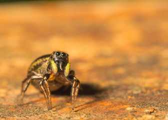 jumping spider