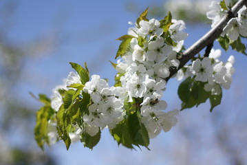branch of a tree with white flowers