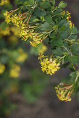 green leaves of a tree