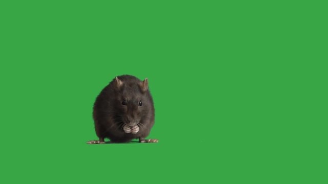 rat washes on a green screen