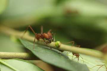 Leaf cutter ant on a close up horizontal picture. A common tropical insect species in its natural habitat. Amarican ant species feeding on fungus which plant on leaves.