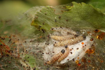 Caterpillars of the apple ermine, a tiny moth feeding on apple trees. A common european pest in tree orchards.