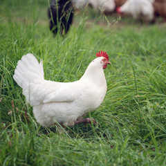 Weisses Huhn läuft über grüne Wiese