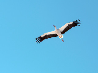 Storch im Flug vor blauem Himmel