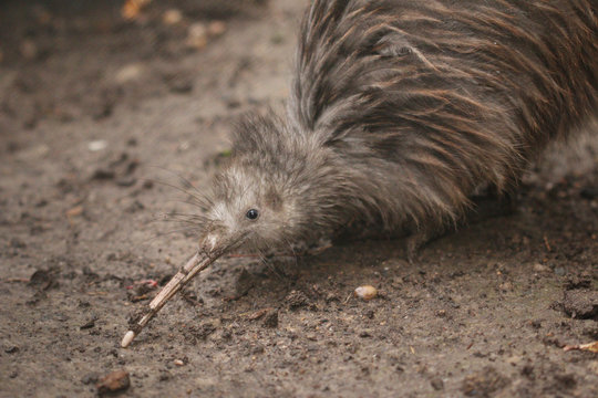 The North Island brown kiwi on a close up horizontal picture. A rare cute little bird endemic to New Zealand. A strange flightless species with long beak and brown feathers.