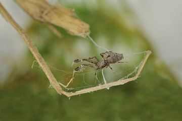 A tiny orb weaver - a spider sitting on its nest. A close up horizontal picture of a tropical...