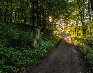 Fototapeta premium Wanderweg im odenwald