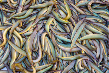 Fresh fish on background