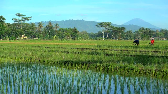 Manual farm worker using tool for irrigation in rice fields Mt Merapi Java 