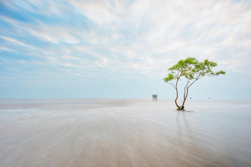 Fototapeta na wymiar Alone tree growing on the beach