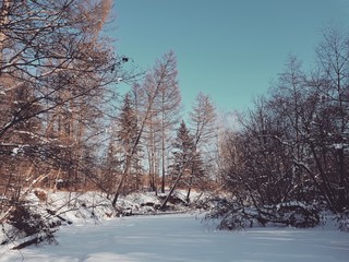 Красота таежная