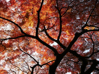 日本の紅葉