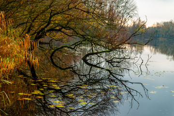 Obraz premium Arbres immergés dans l'eau de l'étang à la fraîcheur du matin en Moselle