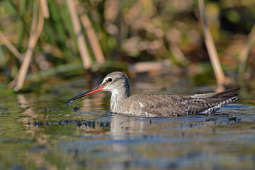 Spotted Redshank (Tringa erythropus), Greece