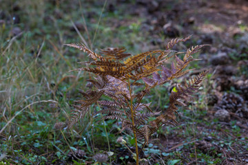 Plant in the woods