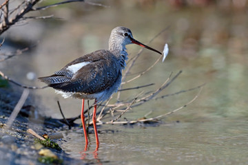 Spotted Redshank (Tringa erythropus), Greece