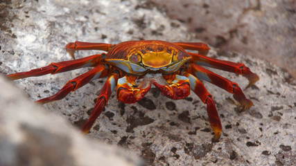 Sally Lightfoot Crab