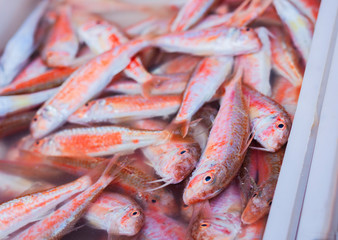 Fresh fish for sale red mullet in the fish market of Catania, Sicily, Italy