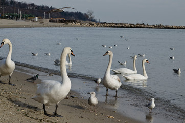 Beautiful cygnets on the shore of One Bulgarian resort