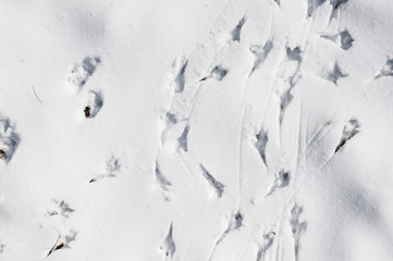 Beautiful white snow with the footsteps of the birds. Nice winter background