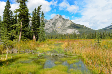 Fototapeta na wymiar Canadian trees water and mountains nature 3