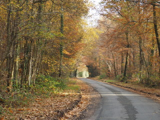 Automne bois route feuilles tombées