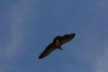 Fototapeta na wymiar Condor flying in Peru