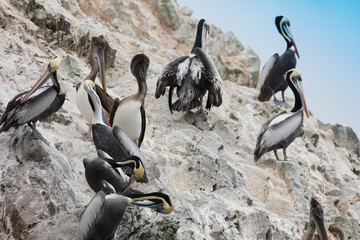 Ballestas Islands, Perù