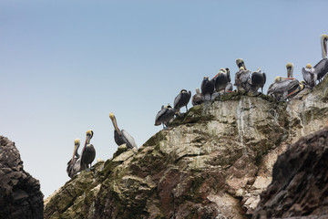 Ballestas Islands, Perù