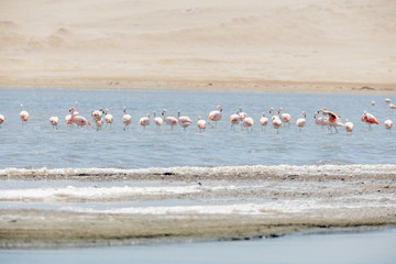 Flamingos  in Paracas, Peru.