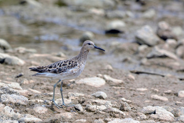 Ruff (Philomachus pugnax), Greece