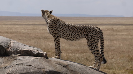 Guépard regardant au loin