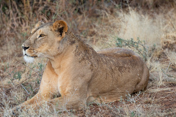 Close-up profile portrait of alert female lion, Panthera leo, lying down and staring in the distance with tall grass and African landscape in background in northern Kenya