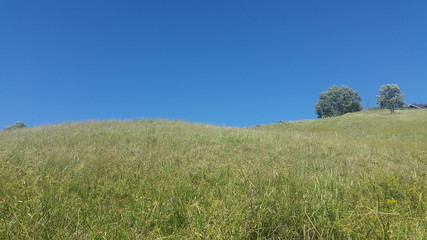 Upward view in Valdres of Norway