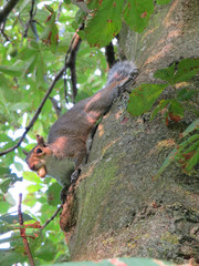 squirrel