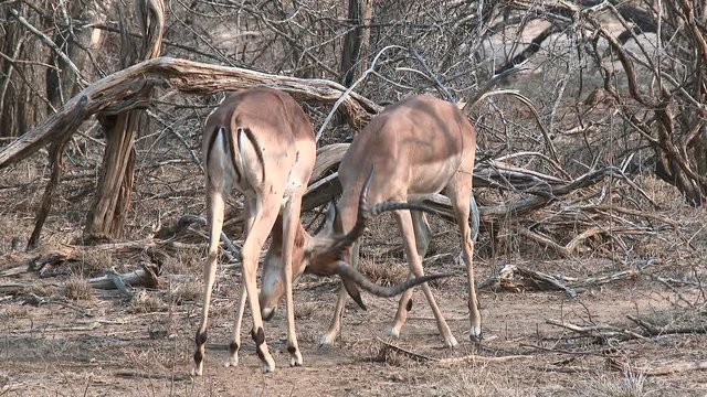 Impala  (Aepyceros melampus )  two males fighting
