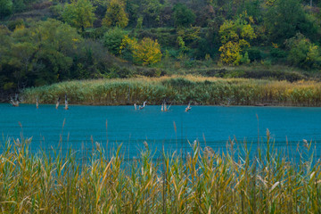 Tree branches appearing from the surface of lake Tsivlos