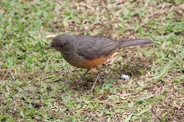 Sabiá-laranjeira