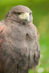 Falcon