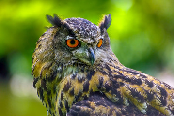 Backgrounds, wallpaper, brown owl