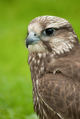 Falcon