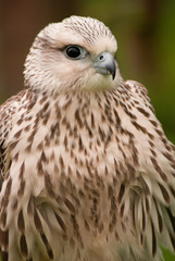Falcon