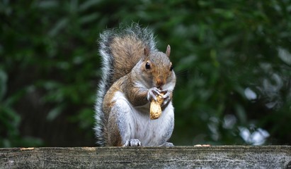Squirrel eating peanut