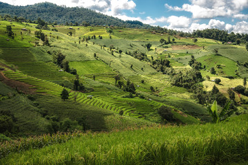 Green rice during And cottage accommodation the rainy season at Thailand. Pa Bong Piang Rice Terraces at Chiang Mai Province, northern Thailand.