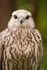 Falcon